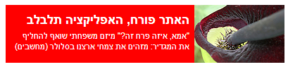 ynet